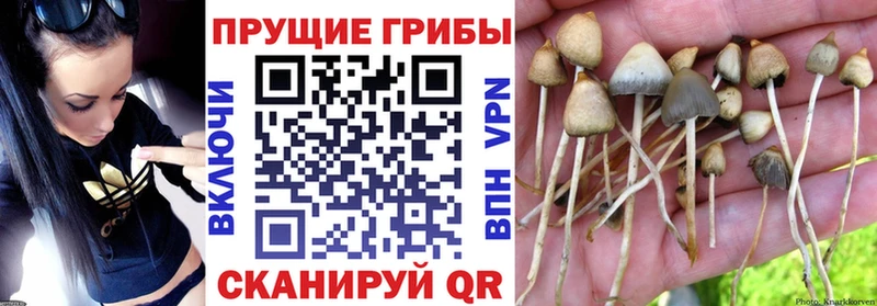 omg tor Химки Галлюциногенные грибы ЛСД