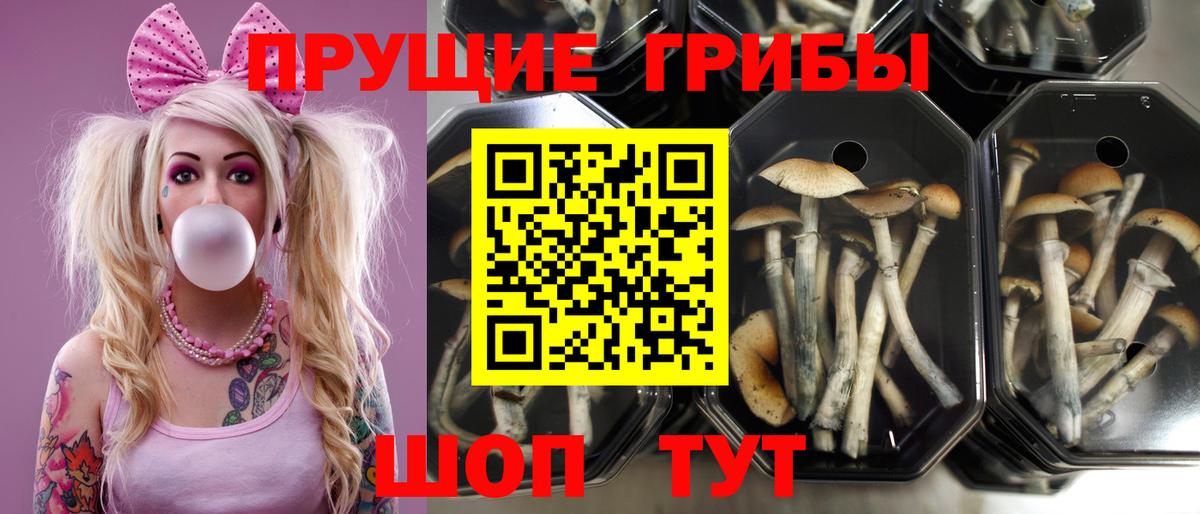 Псилоцибиновые грибы GOLDEN TEACHER Химки